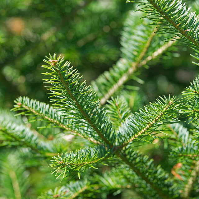 Balsam Fir