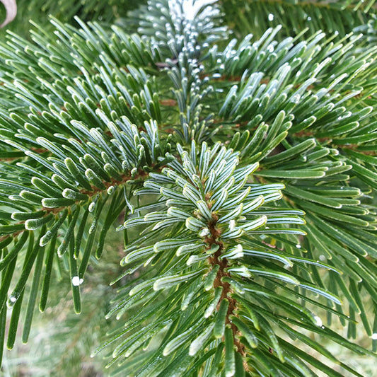 Fraser Fir 5' - 6'