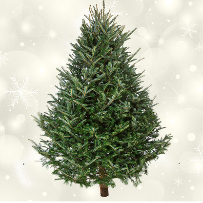 Fraser Fir 9' - 10'