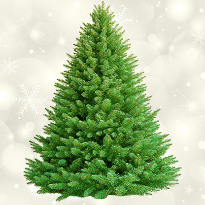 Balsam Fir 9' - 10'