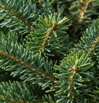 Balsam Fir 8' - 9'