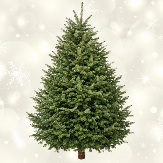 Balsam Fir 5' - 6'