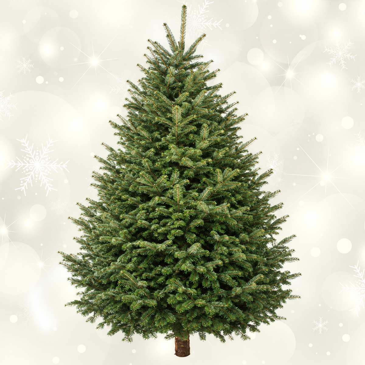 Balsam Fir 6' - 7'